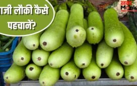 बाजार से कई दिन पुरानी लौकी न खरीद लाएं, इन आसान तरीकों से करें पहचान