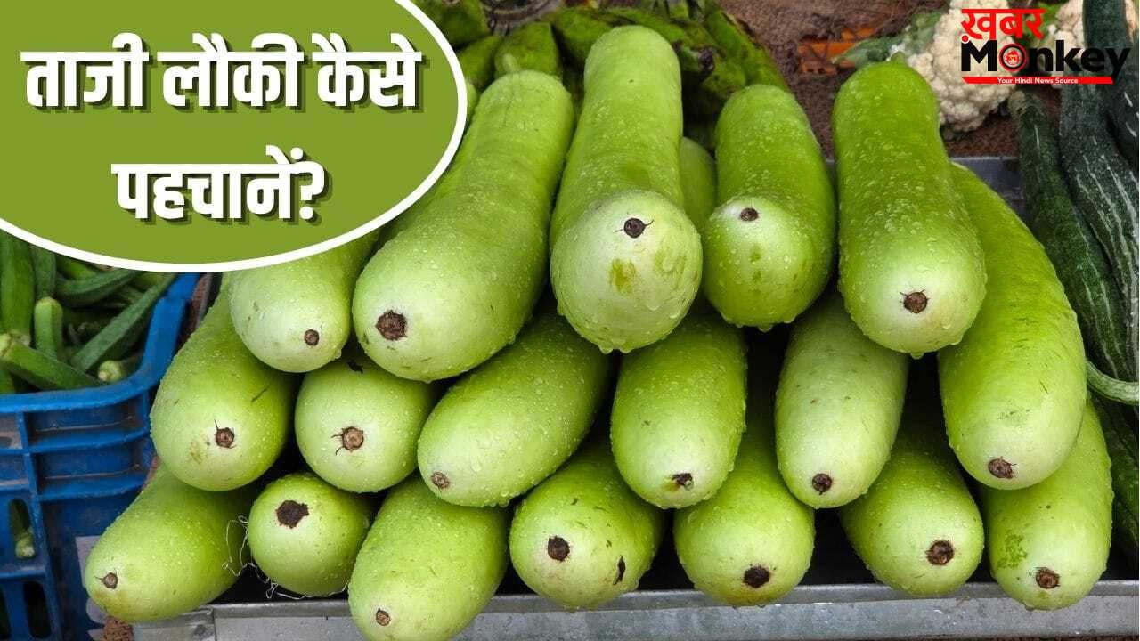 बाजार से कई दिन पुरानी लौकी न खरीद लाएं, इन आसान तरीकों से करें पहचान
