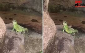 Viral Video: छिपकली ने हाथ हिलाकर टूरिस्ट को किया Bye Bye! वीडियो ने इंटरनेट पर मचाया गदर