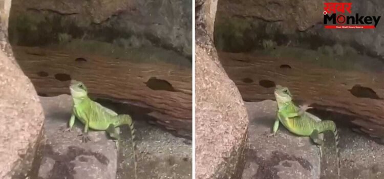 Viral Video: छिपकली ने हाथ हिलाकर टूरिस्ट को किया Bye Bye! वीडियो ने इंटरनेट पर मचाया गदर