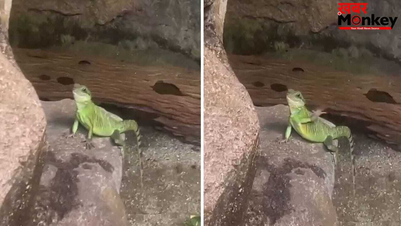 Viral Video: छिपकली ने हाथ हिलाकर टूरिस्ट को किया Bye Bye! वीडियो ने इंटरनेट पर मचाया गदर