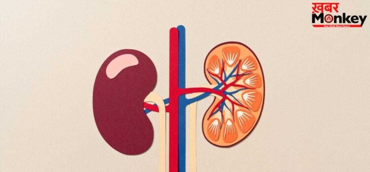 ज्यादा प्रोटीन खाना किडनी को कैसे कर देता है खराब? एक्सपर्ट्स से जानें ज्यादा प्रोटीन खाना किडनी को कैसे कर देता है खराब? एक्सपर्ट्स से जानें