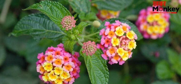 OMG! फूलों से फैलाती है खूबसूरती और पत्तों में छिपा है ‘जहर’, पौधे के रूप में धरती पर मौजूद है प्रकृति का ‘श्राप’