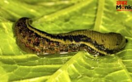 OMG! 32 दिमाग, 300 दांत और 10 आंखें… धरती के सबसे अनोखे जीव की दिलचस्प कहानी