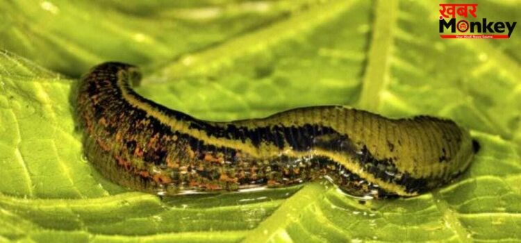 OMG! 32 दिमाग, 300 दांत और 10 आंखें… धरती के सबसे अनोखे जीव की दिलचस्प कहानी