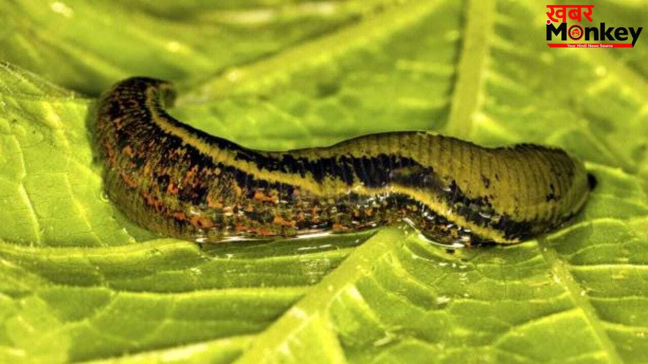 OMG! 32 दिमाग, 300 दांत और 10 आंखें… धरती के सबसे अनोखे जीव की दिलचस्प कहानी