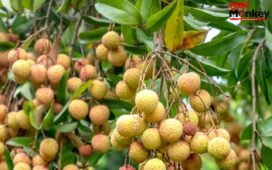 विटामिन सी से लबालब हैं गर्मियों के ये फल, चेहरे पर लाएंगे चांद सी चमक