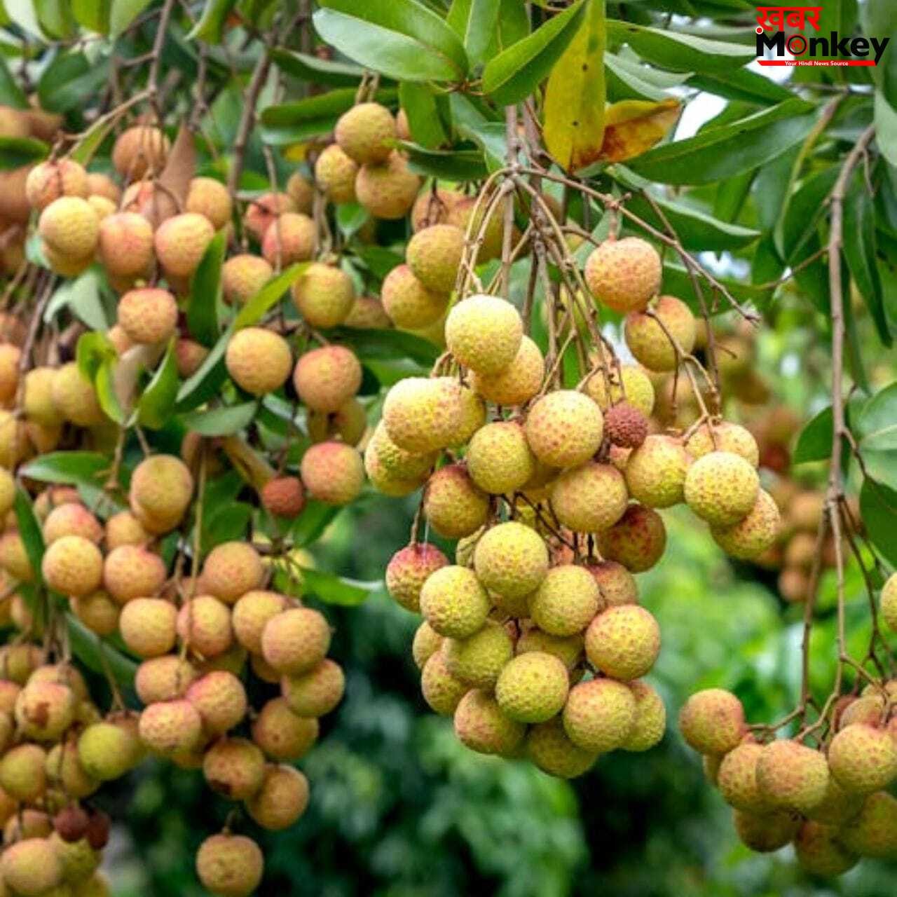 विटामिन सी से लबालब हैं गर्मियों के ये फल, चेहरे पर लाएंगे चांद सी चमक