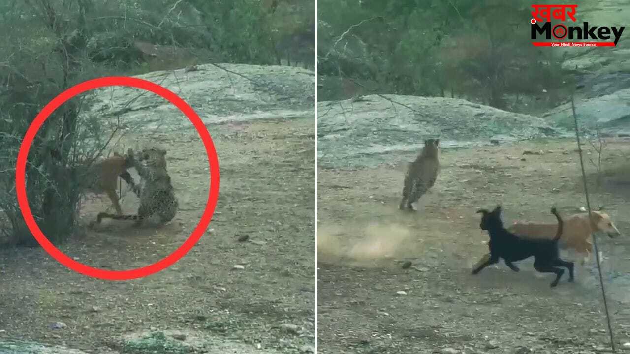 दोस्ती हो तो ‘कालू भाई’ जैसी! मौत के मुंह में फंसे साथी के लिए तेंदुए से भिड़ गए ये जांबाज; देखें वीडियो