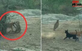Viral Video: तेंदुए के जबड़े से खींच लाए अपने साथी को! ‘डोगेश भाइयों’ का भौकाल देख दंग रह गया शिकारी