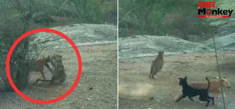 Viral Video: तेंदुए के जबड़े से खींच लाए अपने साथी को! ‘डोगेश भाइयों’ का भौकाल देख दंग रह गया शिकारी