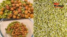 अंकुरित हरी मूंग और काले चने को आयुर्वेद में क्यों माना गया है अमृत समान? जानें फायदे और खाने का सही समय