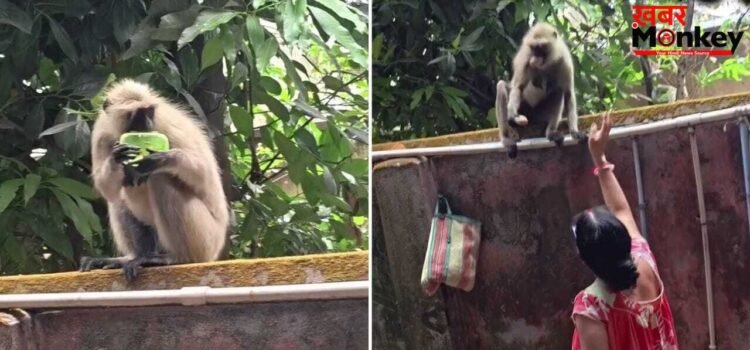 Viral Video: ‘साबुन नहीं, आलू खा’…जब बंदर को डांटने लगी देसी मां, वीडियो देख लोग बोले- ‘मम्मी तो मम्मी है’