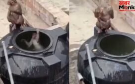 Viral Video: भीषण गर्मी में बंदरों का अनोखा जुगाड़, पानी की टंकी बनी उनका स्विमिंग पूल और राहत का ठिकाना
