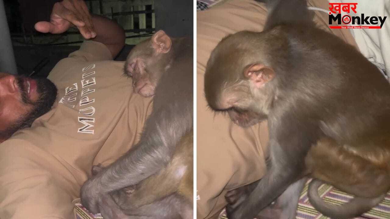Viral Video: छत पर सो रहा था शख्स, अचानक सीने से यूं लिपट गया बंदर; फिर जो हुआ…देखें वीडियो