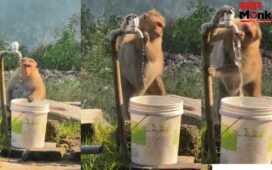 पानी पीने के बाद बंदर ने किया वो काम जो इंसान नहीं करते, लोग बोले- अब इंसानों को जानवर से सीखने की जरूरत है