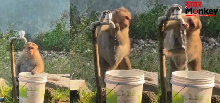 पानी पीने के बाद बंदर ने किया वो काम जो इंसान नहीं करते, लोग बोले- अब इंसानों को जानवर से सीखने की जरूरत है पानी पीने के बाद बंदर ने किया वो काम जो इंसान नहीं करते, लोग बोले- अब इंसानों को जानवर से सीखने की जरूरत है