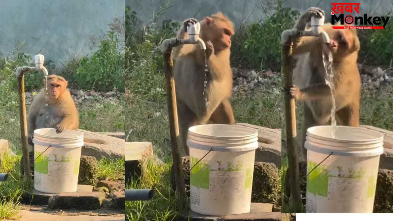 पानी पीने के बाद बंदर ने किया वो काम जो इंसान नहीं करते, लोग बोले- अब इंसानों को जानवर से सीखने की जरूरत है