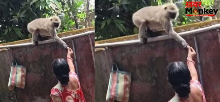 Viral Video: मां ने डांटकर बंदर को किया सीधा, ये मजेदार वीडियो देखकर पक्का छूट जाएगी आपकी हंसी