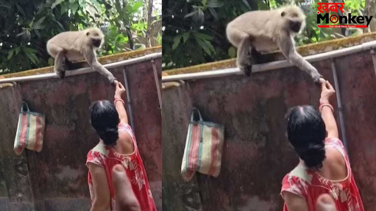 Viral Video: मां ने डांटकर बंदर को किया सीधा, ये मजेदार वीडियो देखकर पक्का छूट जाएगी आपकी हंसी