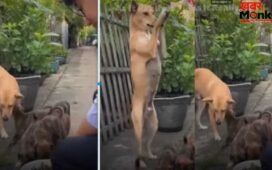 Viral: पिल्लों को खाना मिला तो मां डॉगी ने यूं दिया आर्शीवाद, वीडियो में दिखी इंसान और जानवर के रिश्ते की खूबसूरत झलक