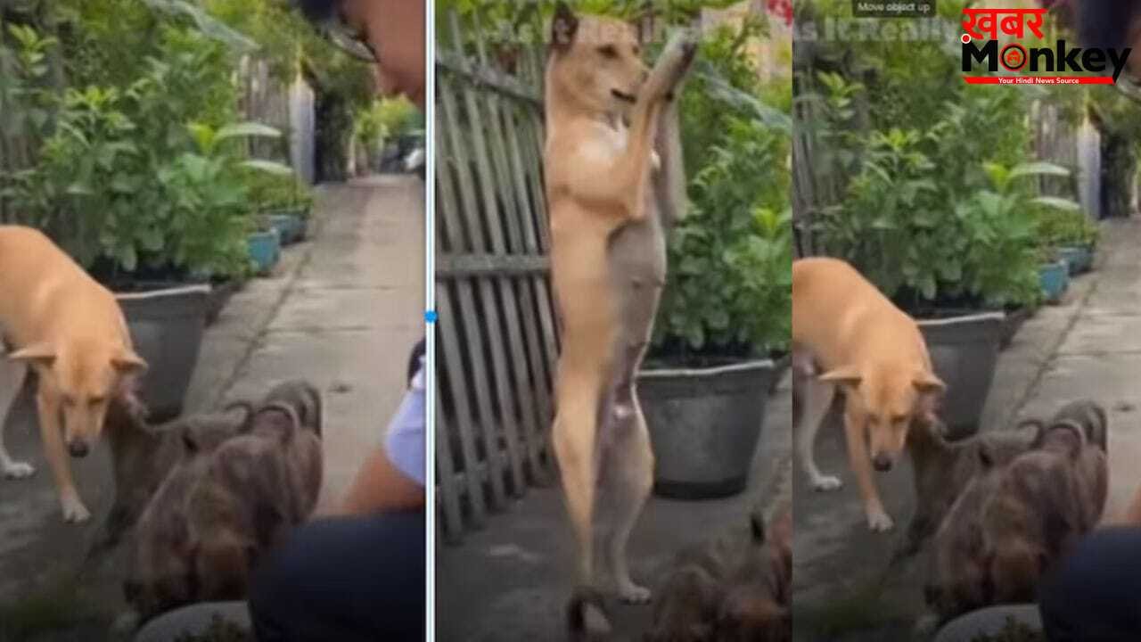 Viral: पिल्लों को खाना मिला तो मां डॉगी ने यूं दिया आर्शीवाद, वीडियो में दिखी इंसान और जानवर के रिश्ते की खूबसूरत झलक