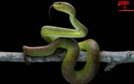 OMG! दुनिया में नए सांप की एंट्री, धरती के नीचे खुद को गायब कर सकता है ये ‘जीव’