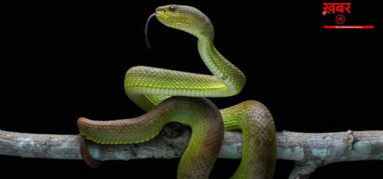 OMG! दुनिया में नए सांप की एंट्री, धरती के नीचे खुद को गायब कर सकता है ये ‘जीव’