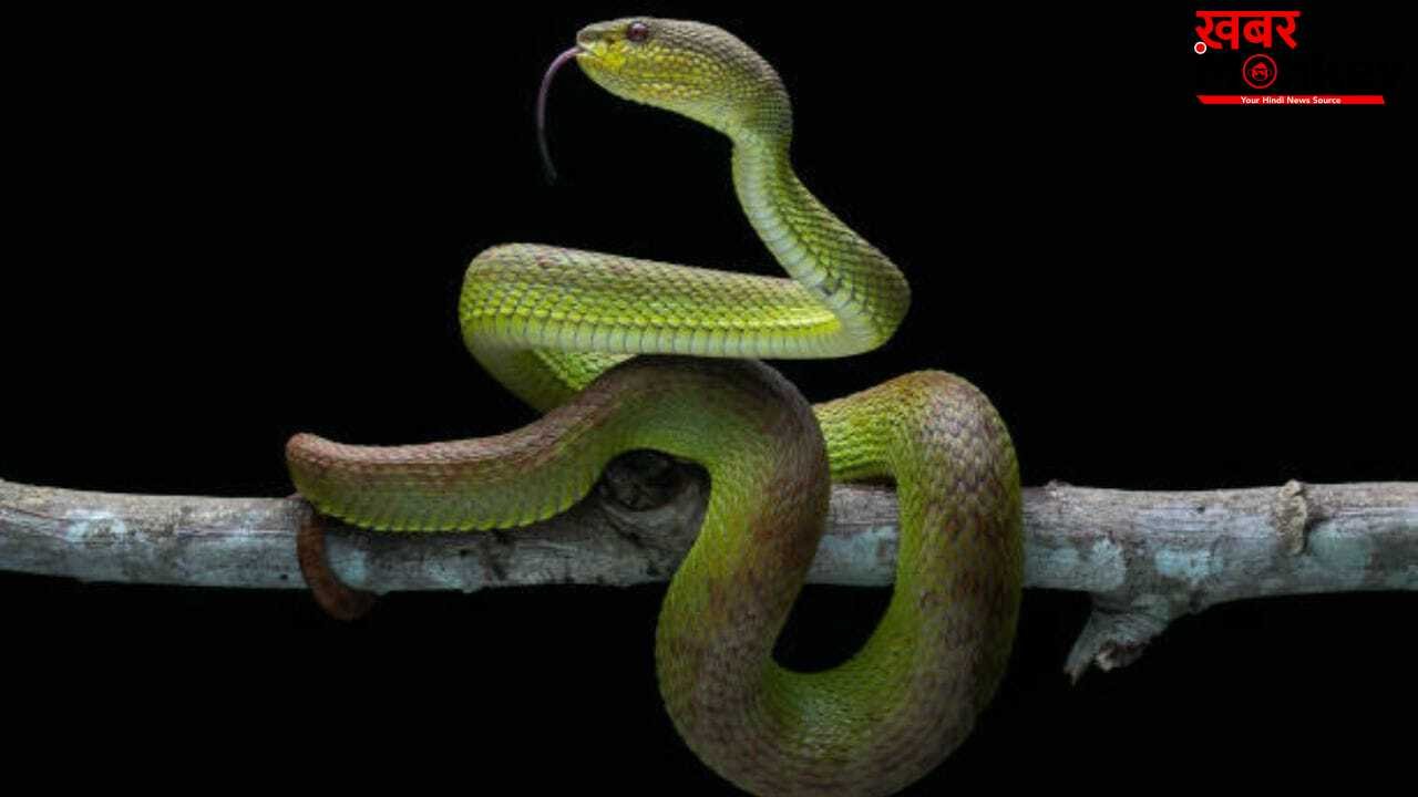OMG! दुनिया में नए सांप की एंट्री, धरती के नीचे खुद को गायब कर सकता है ये ‘जीव’