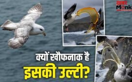 OMG! इस चिड़िया की उल्टी से डरते हैं बड़े-बड़े शिकारी परिंदे, आ गया गुस्सा तो ऐसे बनाते है शिकार