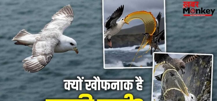 OMG! इस चिड़िया की उल्टी से डरते हैं बड़े-बड़े शिकारी परिंदे, आ गया गुस्सा तो ऐसे बनाते है शिकार