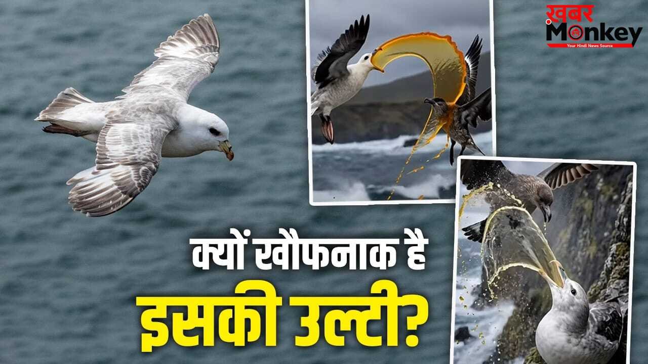 OMG! इस चिड़िया की उल्टी से डरते हैं बड़े-बड़े शिकारी परिंदे, आ गया गुस्सा तो ऐसे बनाते है शिकार