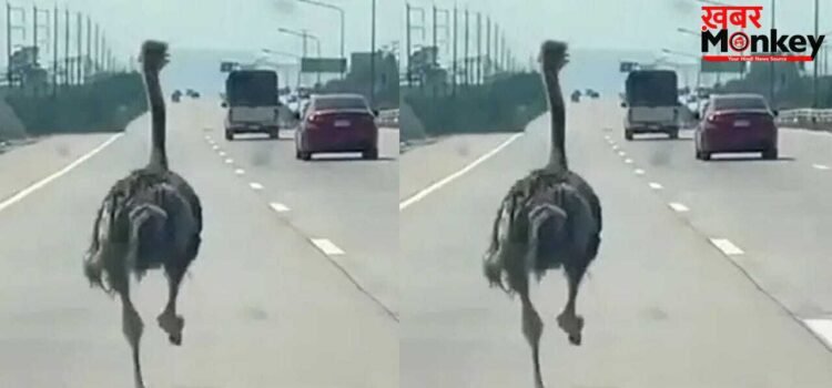 Viral: गाड़ियों की तरह हाइवे पर सरपट दौड़ता दिखा शुतुरमुर्ग, नजारा देख उड़े लोगों के होश