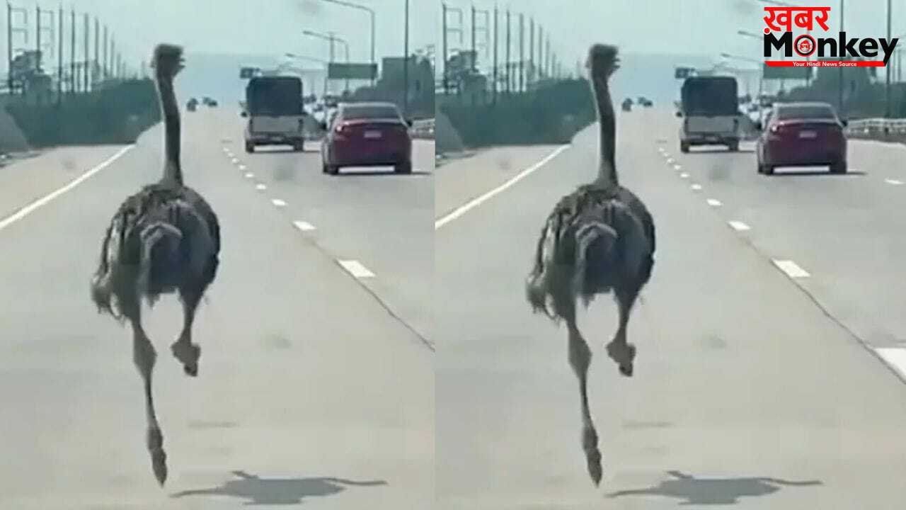 Viral: गाड़ियों की तरह हाइवे पर सरपट दौड़ता दिखा शुतुरमुर्ग, नजारा देख उड़े लोगों के होश