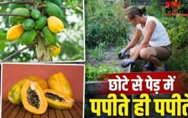 Grow Papaya Plant at Home: छोटे से पेड़ में आने लगेंगे पपीते…जानें पानी, खाद और धूप का सही बैलेंस