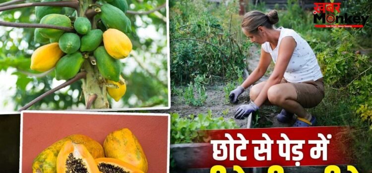 Grow Papaya Plant at Home: छोटे से पेड़ में आने लगेंगे पपीते…जानें पानी, खाद और धूप का सही बैलेंस