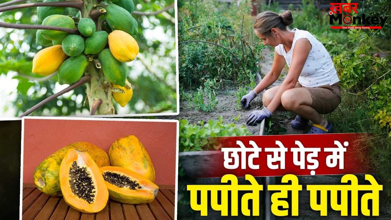 Grow Papaya Plant at Home: छोटे से पेड़ में आने लगेंगे पपीते…जानें पानी, खाद और धूप का सही बैलेंस