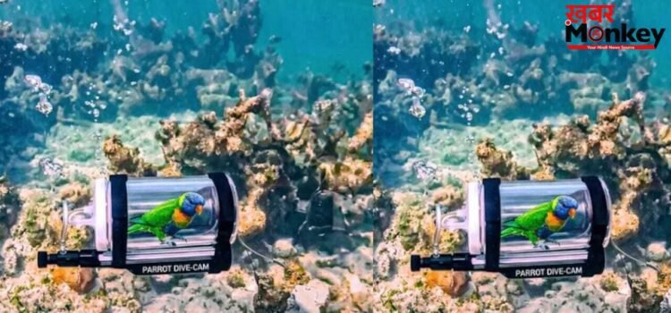 OMG! जलपरी बना परिंदा…पंख फैलाकर तोते ने की समंदर की सैर, वायरल हुआ ये अनोखा वीडियो