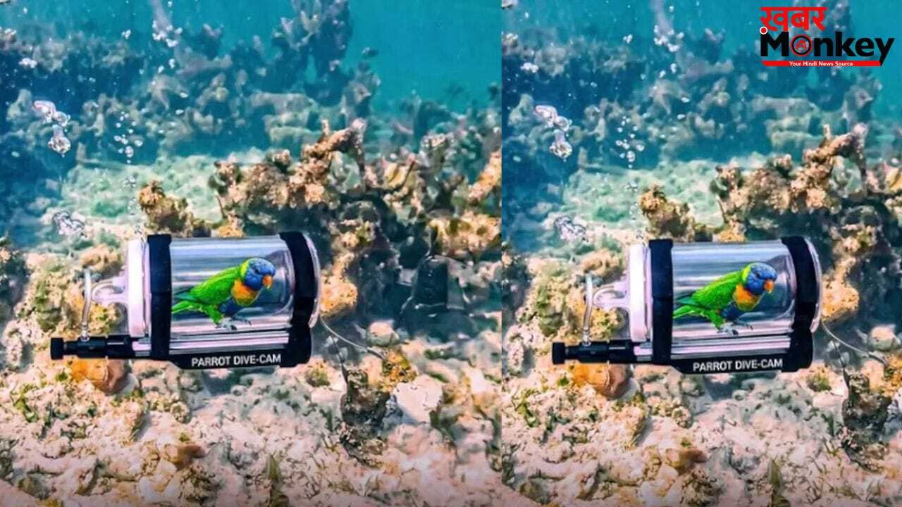 OMG! जलपरी बना परिंदा…पंख फैलाकर तोते ने की समंदर की सैर, वायरल हुआ ये अनोखा वीडियो