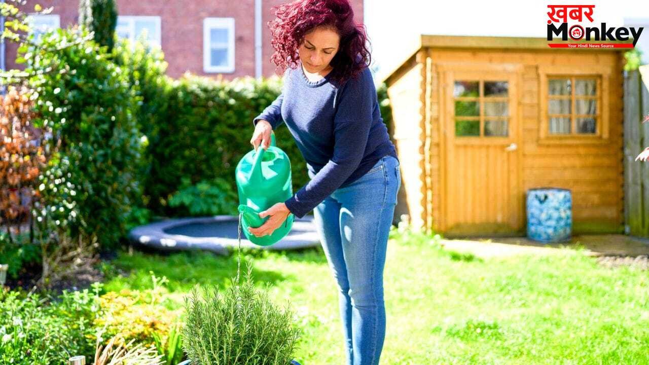 सुबह या शाम…गर्मियों में पौधों को कब देना चाहिए पानी? बहुत कम लोग जानते हैं सही जवाब