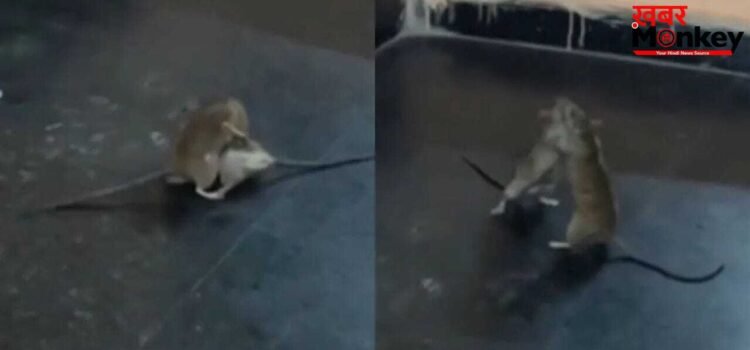 वायरल वीडियो में दिखी चूहों की जबरदस्त फाइट, लोग बोले- ये तो मिनी WWE मैच है