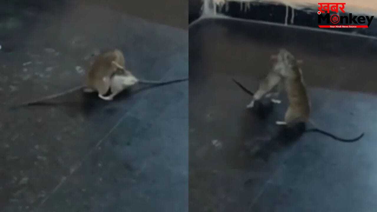 वायरल वीडियो में दिखी चूहों की जबरदस्त फाइट, लोग बोले- ये तो मिनी WWE मैच है