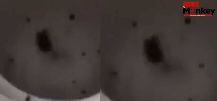 Viral: चूहे को परेशान करने के लिए बंदे ने किया ऐसा काम, वीडियो देख लोग बोले- गरुड़ पुराण में इसके लिए अलग सजा है