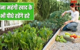 महंगी खाद की नहीं जरूरत! ये पांच रेट्रो गार्डनिंग हैक्स रखेंगे आपके गार्डन को हरा-भरा