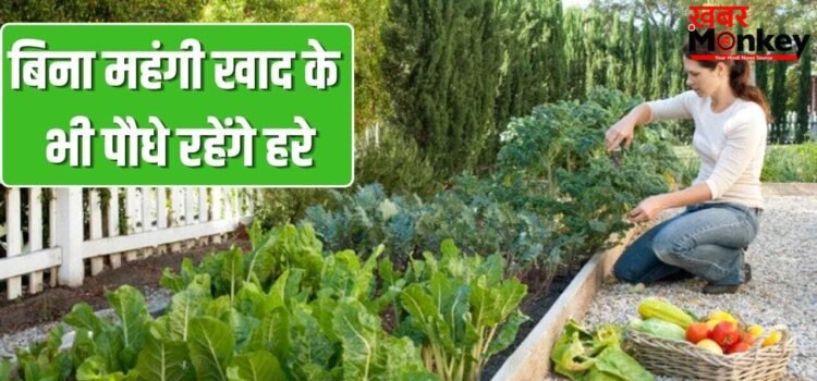 महंगी खाद की नहीं जरूरत! ये पांच रेट्रो गार्डनिंग हैक्स रखेंगे आपके गार्डन को हरा-भरा