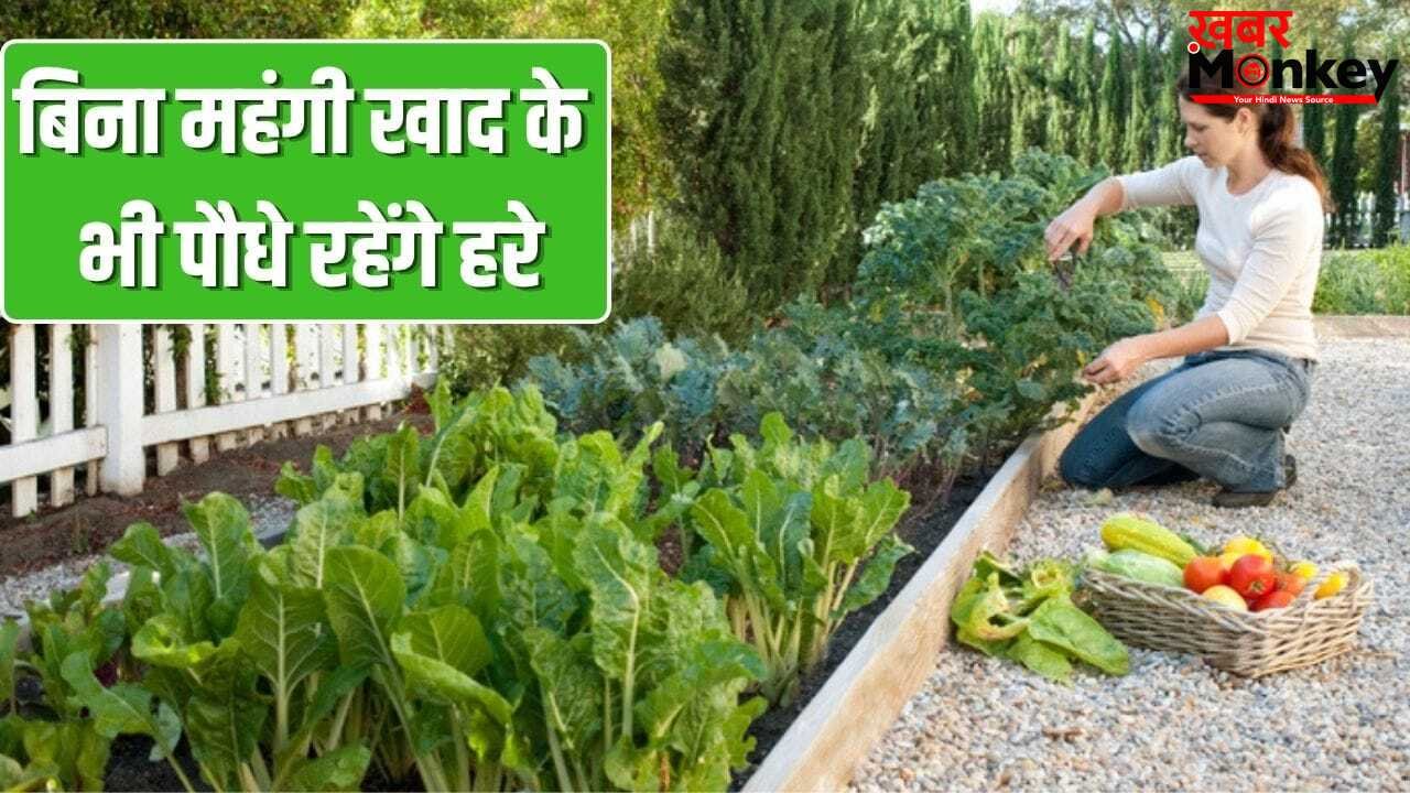 महंगी खाद की नहीं जरूरत! ये पांच रेट्रो गार्डनिंग हैक्स रखेंगे आपके गार्डन को हरा-भरा