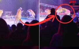 Viral: सर्कस में ‘मौत का तांडव’; पिंजरा तोड़ दर्शकों पर झपटा बाघ, रूह कंपा देगा यह Video!