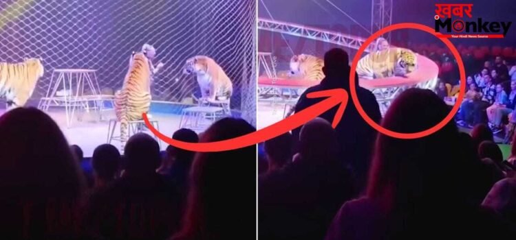 Viral: सर्कस में ‘मौत का तांडव’; पिंजरा तोड़ दर्शकों पर झपटा बाघ, रूह कंपा देगा यह Video!