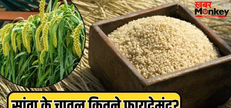 व्रत में खाते हैं सांवा के चावल, क्या आपको पता है कि इसमें कितने विटामिन-मिनरल्स हैं?