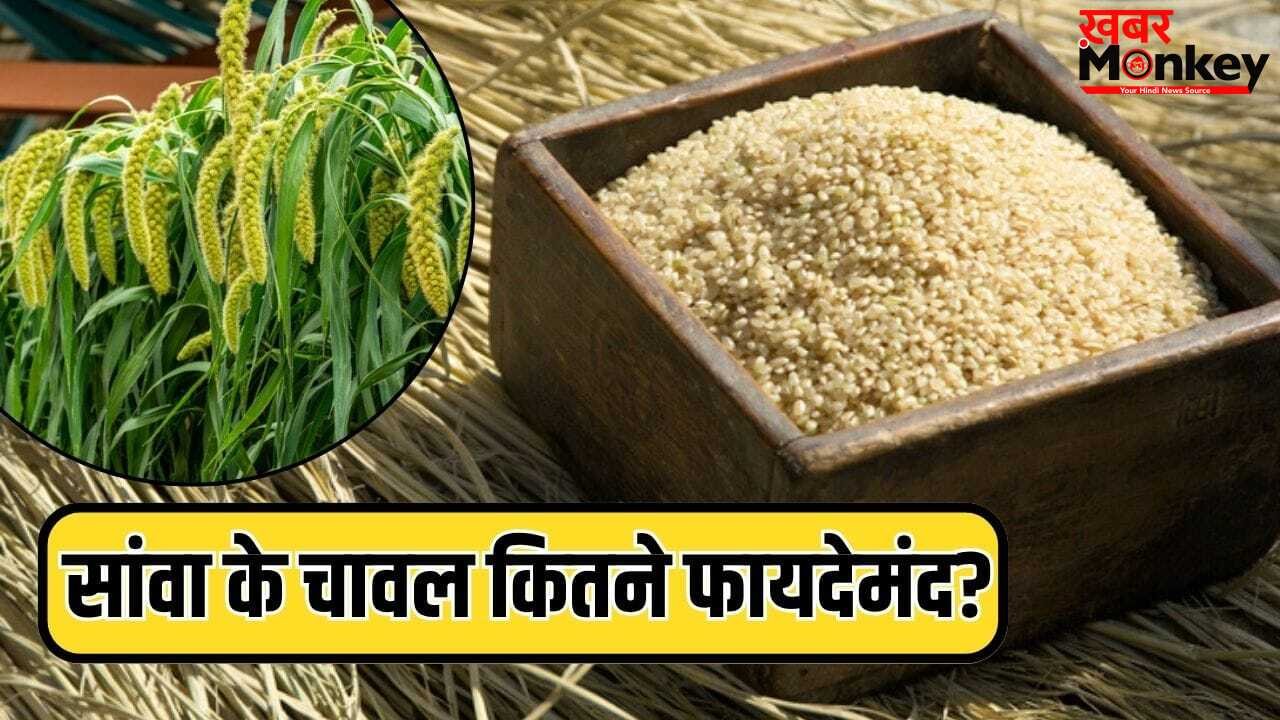 व्रत में खाते हैं सांवा के चावल, क्या आपको पता है कि इसमें कितने विटामिन-मिनरल्स हैं?